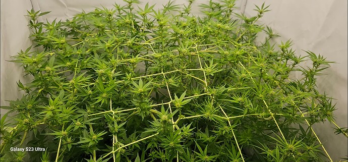 Screenshot_20240831_200157_Gallery