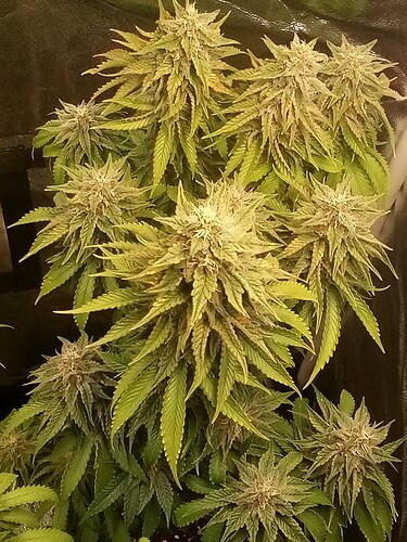 IMG_20240719_152002_823