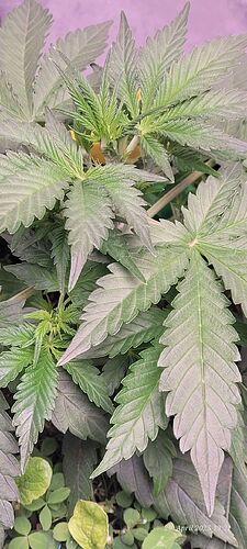 Tag 30 Haze 2 Wachstum Tag 12 am 29.4.25