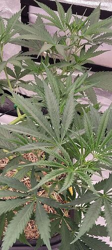 Tag 50 der Wachstums Tag 30