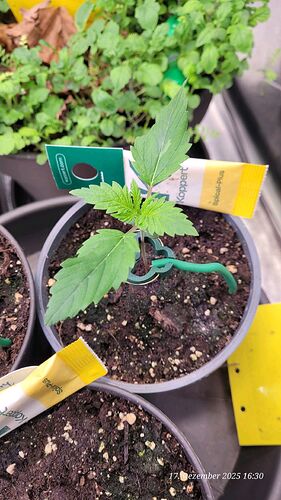 Tag 13 J. P. erste Sämling Woche