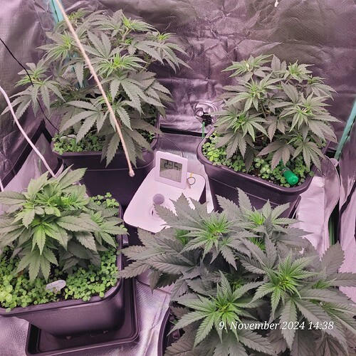 Tag 38 , Wachstum Tag 20, Umgebung Pflanzenpaul 2 am 9.11.24