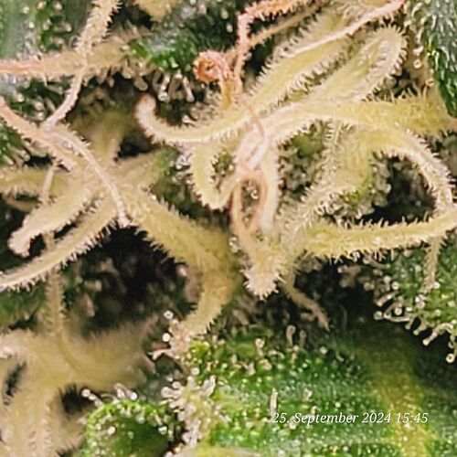 Tag 115 es geht weiter