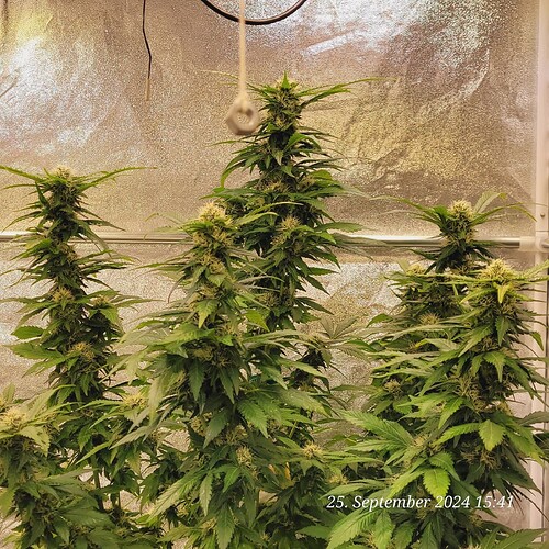 Tag 115 Blüte Tag 32 am 25.9.24