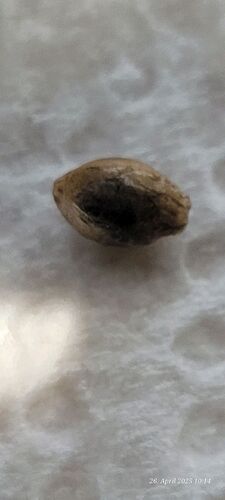 Tag 1 Keimung Congolese 2 Gestern nach gelegt und warte noch das der Samen auf geht 26.4.25