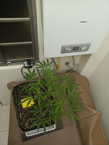 IMG-20260425-WA0040
