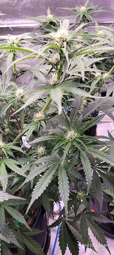 Tag 47 Haze 2 Blüte Tag ca. 22