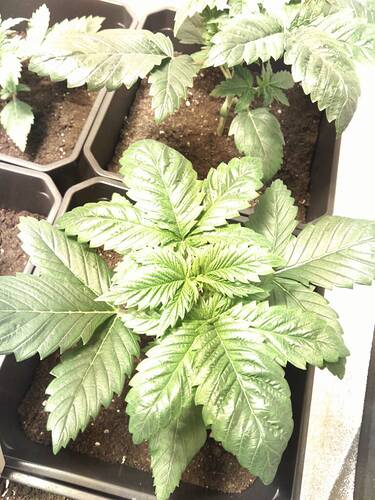 6d336ea837b69f43cc2ab5373967c45a