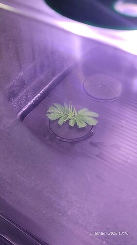 Tag 4 Klon 3 Verwurzelung 5.1.26