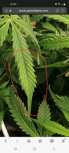 Screenshot_20260130-210146_Samsung Internet