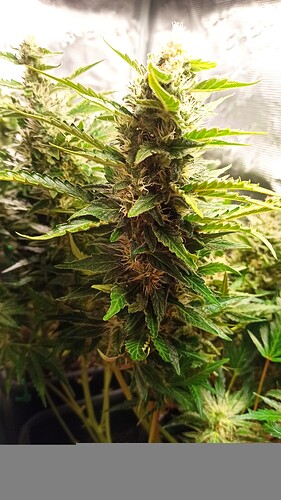 ac1297ad-fed0-482c-bab6-28d013b3093b-1_all_57202