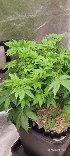 Tag 49 Wachstum Tag 26 am 30.5.24 Cookie 2