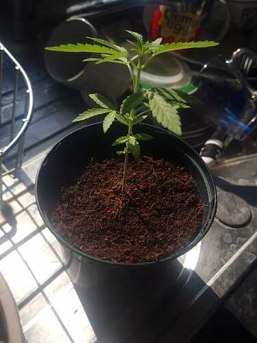 IMG-20230613-WA0002