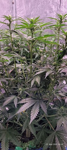 Tag 44 Haze 2 Blüte Tag ca. 19