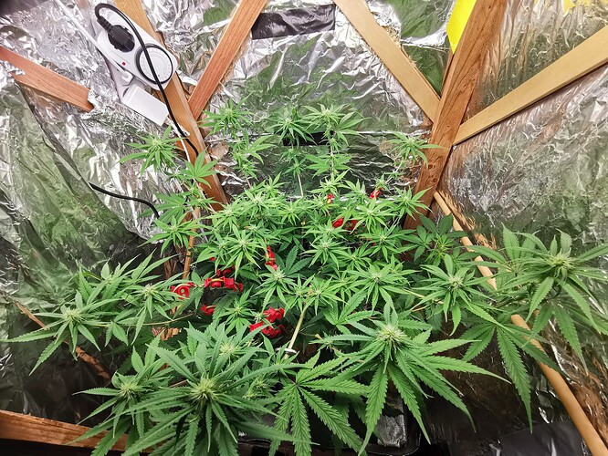 Red Queen G3 "Lava Cake Feminisiert"