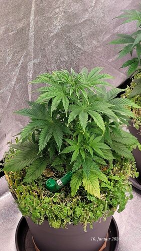 Tag 37 J.P. dritte Wachstum Woche