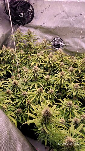Tag 97 Cookies OG Klone 1 u. 2 am 8.4.26