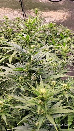 Tag 66 , Blüte Tag 16 am 8.2.26