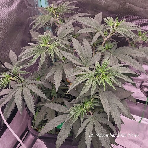 Tag 40 Nr 1, Wachstum Tag 22 , Anfang vierte Wachstum Woche 11.11.24