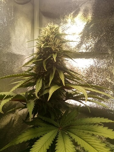 IMG_20240719_151259_470