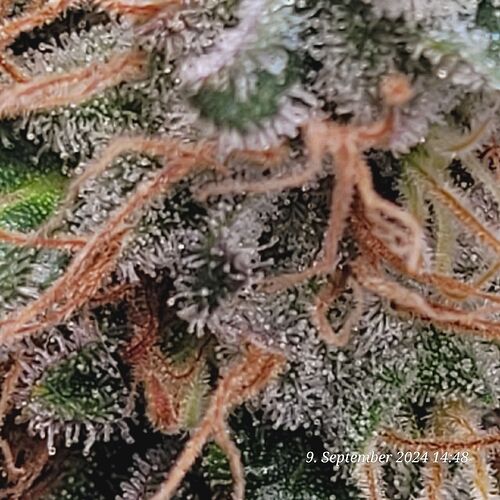 Tag 120 Blütetag 59 am 9.9.24