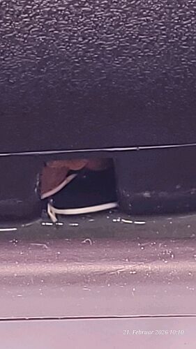 Tag 51 Klon 1 hat sich am Flies und Blähton vorbei, Wurzel raus gewagt 21.2.26