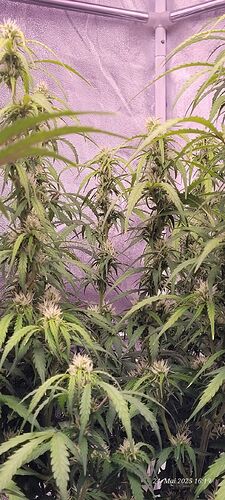 Tag 55 Gelato am 24.5.25