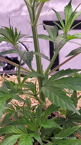 Tag 51 Klon 2 am 21.2.26