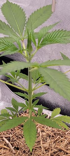 Tag 32 Luftfeuchte 61 % , Temperatur 24,3 Grad und am Blatt 22,8 Grad , Lichtabstand 45 cm und Dimmer bei 40 %