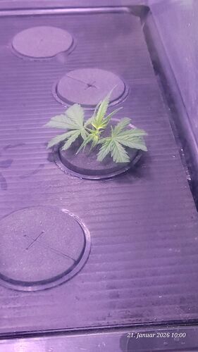 Tag 20 Klon 2 Verwurzelung 21.1.26