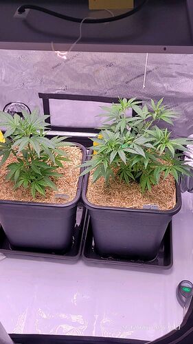 Tag 51 Klon 1 u. 2, ende dritte Wachstum Woche