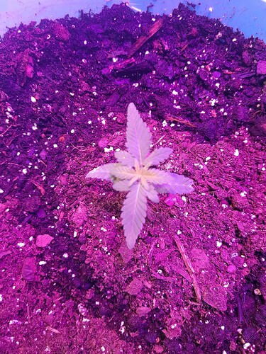 16653419096878347813967145657039