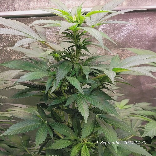 Tag 98 Blütetag 10 am  9.9.24