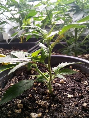 IMG_20240927_123800_822