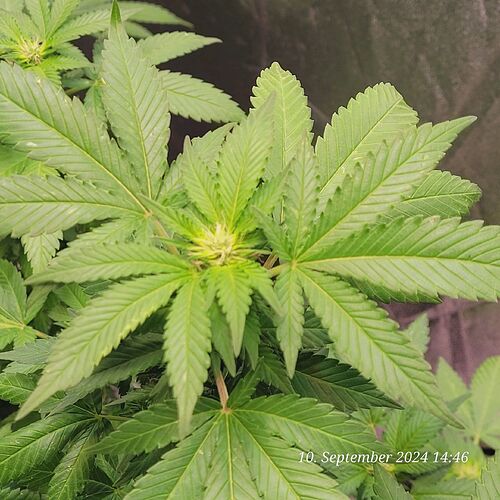 Tag 99 Cookie  Klon 3 am 10.9.24