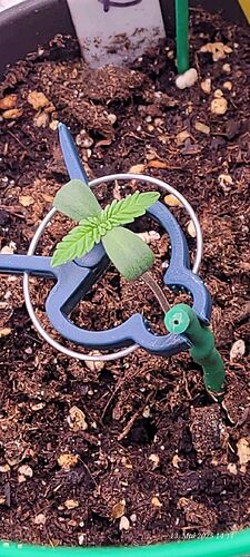 Tag 8 Congo 2 Sämling Tag 3