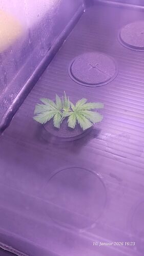 Tag 9 Klon 3 Verwurzelung