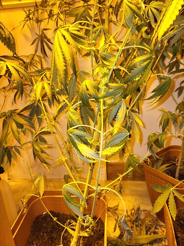 16895346303659206933404948545436