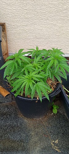 IMG_20250627_093116