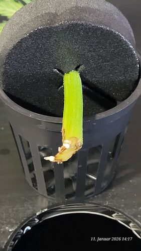 Tag 10 Klon 1 die Hauptspitze beginnt zu Wurzeln 11.1.26