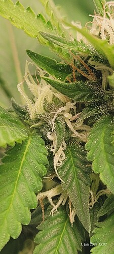 Tag 81 Cookie 1 , nun werden die Trichome immer mehr 1.7.24