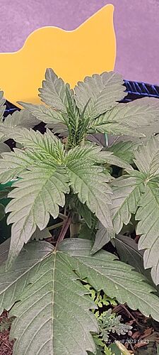 Tag 23 Haze 2 Wachstum Tag 5