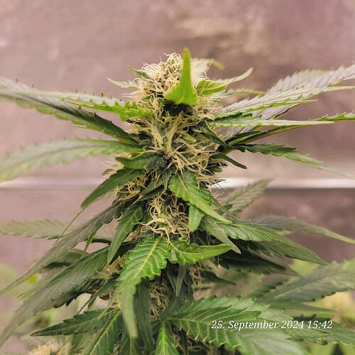 Tag 115 in der 5ten Blüte Woche 25.9.24