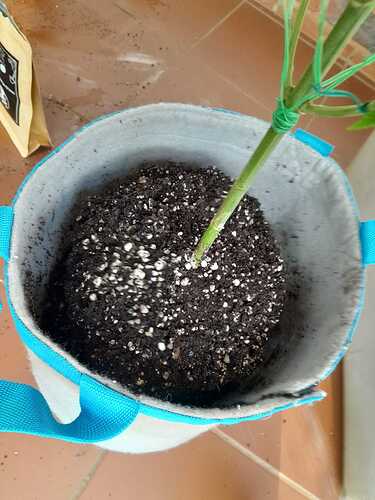 IMG-20220413-WA0020