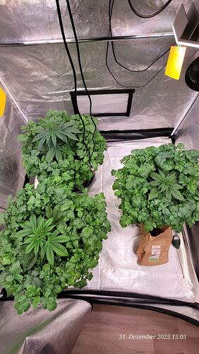 Tag 27 Umgebung Urwald 31.12.25