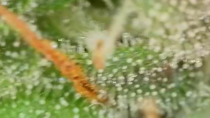 1000005168