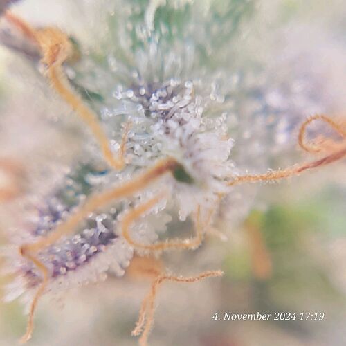 Tag 107 Klon 1, mit Handyclip Mikroskope