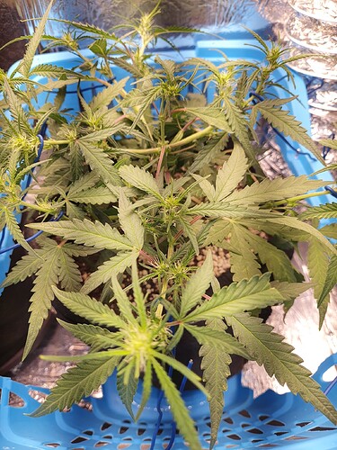 16672318386974743491617850170282