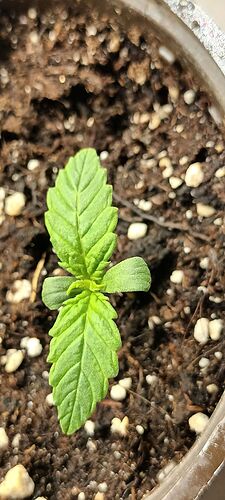 orangebudauto