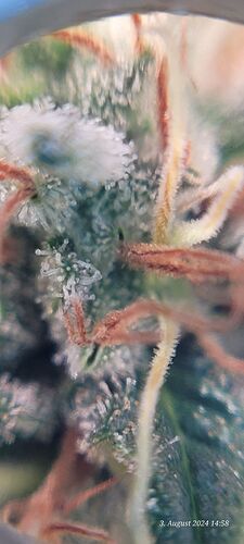 Tag 114 Cookie 2 am 3.8.24